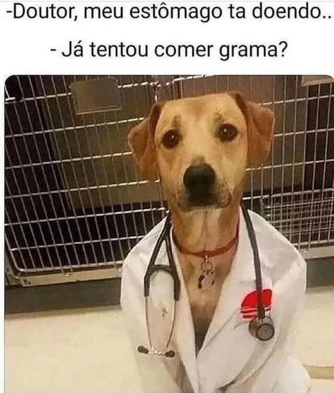 Cachorro médico recomenda grama