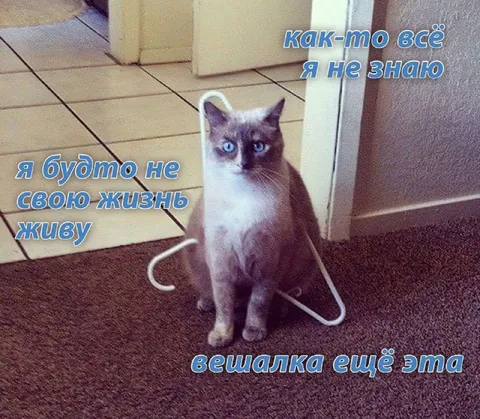 Кот не понимает свою жизнь