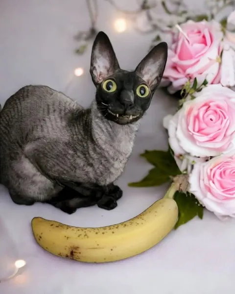 Кот, банан и розы