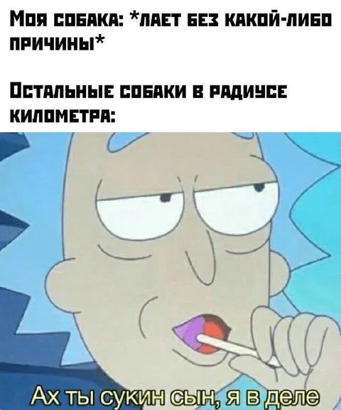 Собаки в радиусе километра