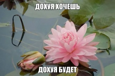 Дохуя хочешь — дохуя будет