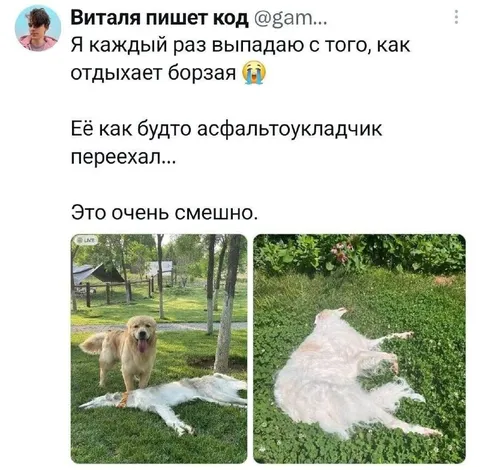 Как отдыхает борзая