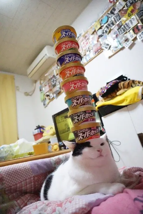 猫の頭に積まれたスーパーカップ