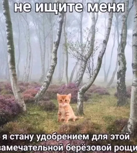 Котёнок удобрение для рощи