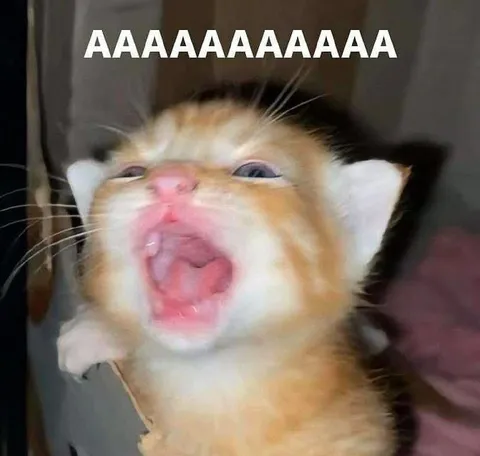 Screaming Cat Reaction