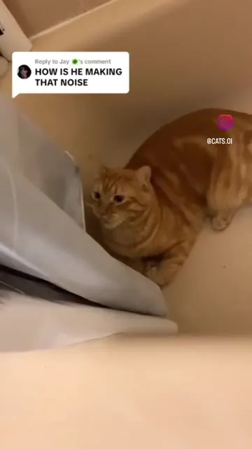 Cat Pretends to Eat Shower Curtain