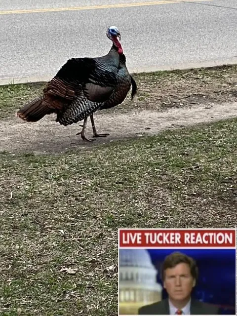 Live Tucker Reaction Turkey
