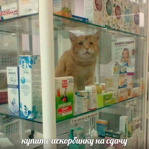 Кот в аптечной витрине