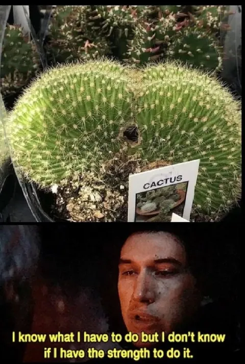 Cactus That Looks Like a Butt