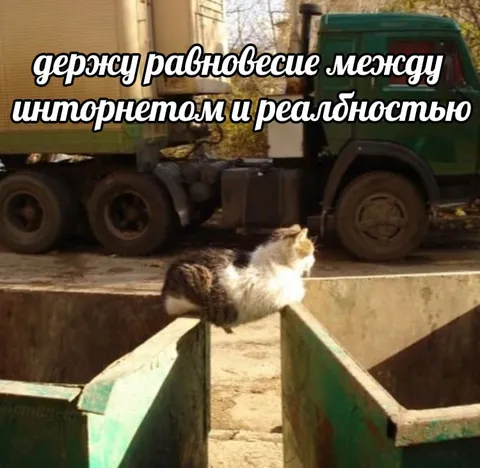 Кот между интернетом и реальностью