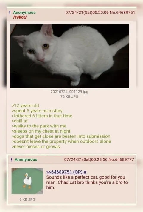 Chad Cat Thinks You're a Bro