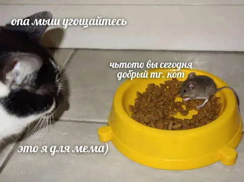 Мышь угощает кота кормом