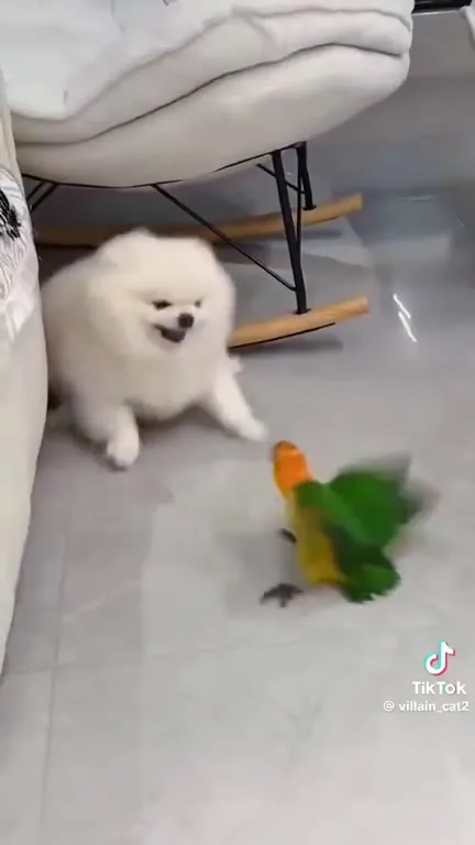 Birds Attack Dogs