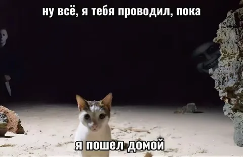 Кот пошёл домой в темноте