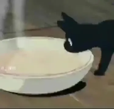 Кот пробует горячий суп