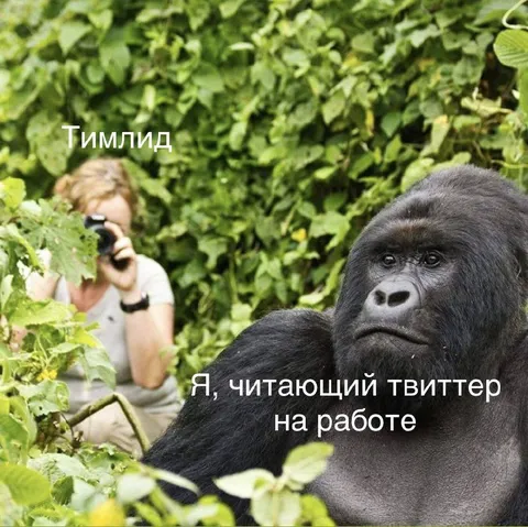 Тимлид читает твиттер на работе
