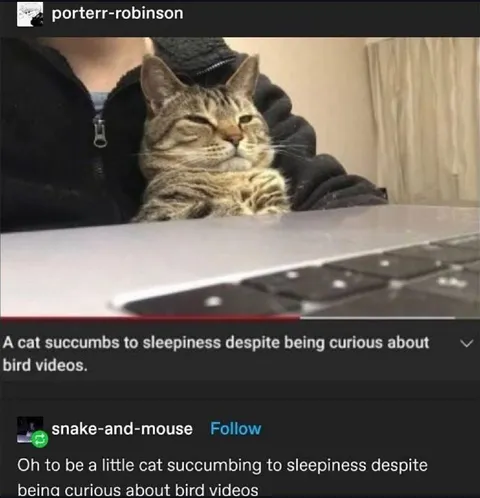 Cat Succumbs to Sleepiness