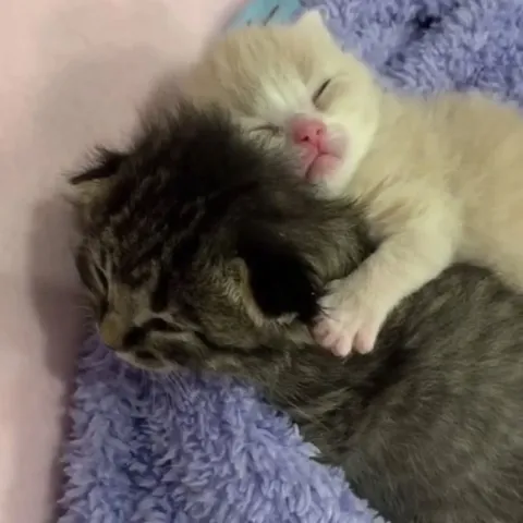 Котята спят в обнимку
