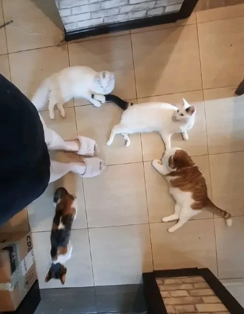 Кошачий совет на плитке