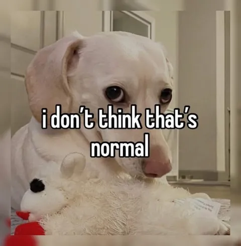 I Don’t Think That’s Normal Dog