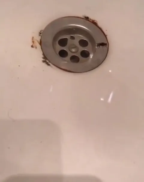Муха танцует у слива