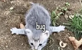 Bug Cat in the Dirt