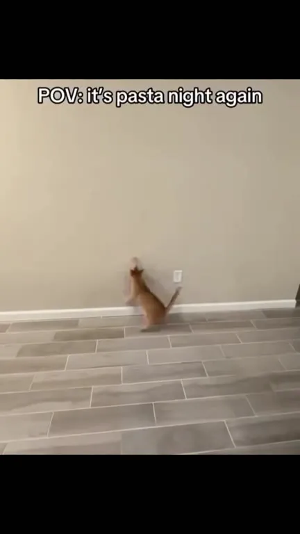 Cats Hear Pasta Night Again