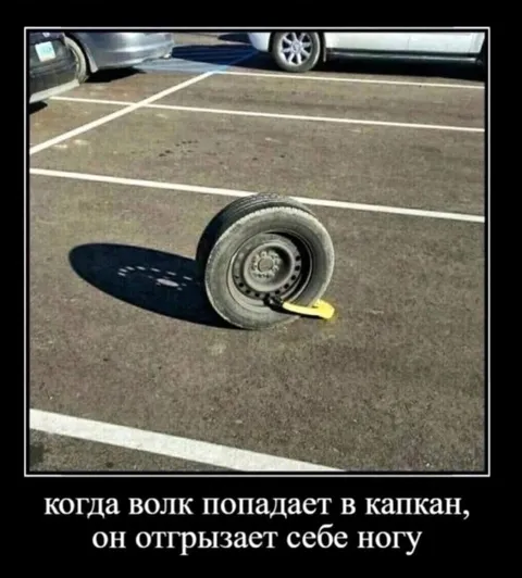 Волк попадает в капкан
