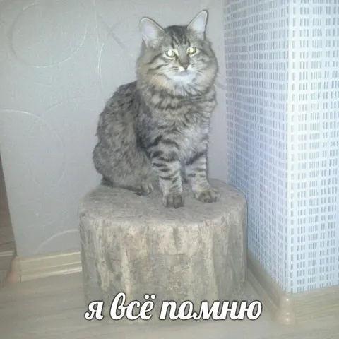 Кот, который всё помнит