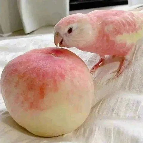 Попугай клюёт персик