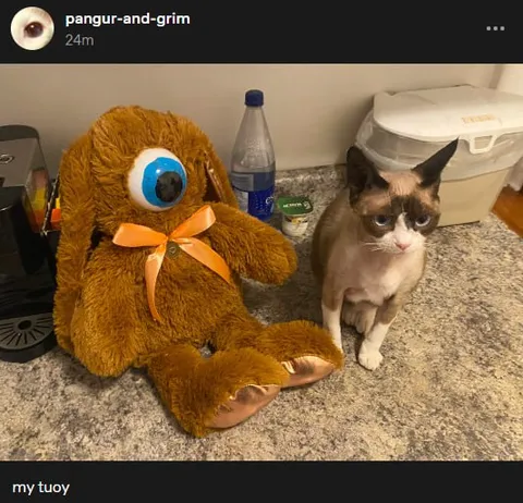 My Tuoy and Angry Cat
