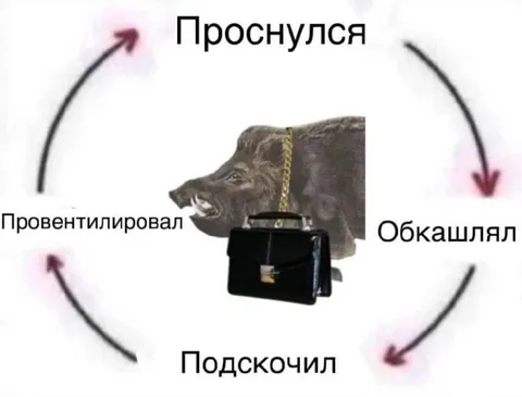 Утренний цикл кабана