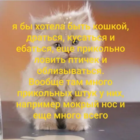 Хочу быть кошкой