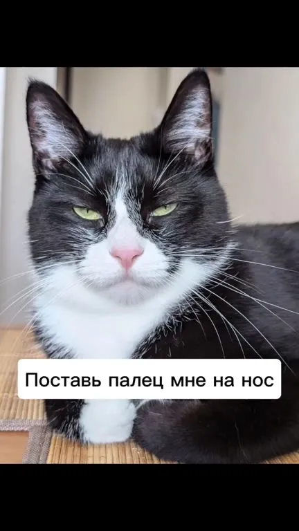 Кот просит палец на нос