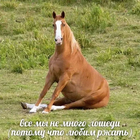 Все мы немного лошеди
