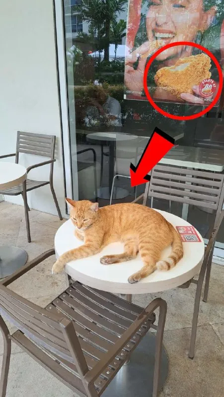 Cat Looks Like the Poster