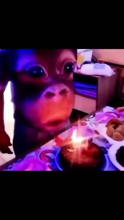 Monkey at the Birthday Cake