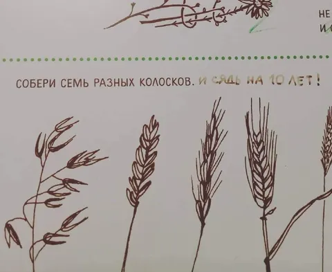 Собери семь разных колосков