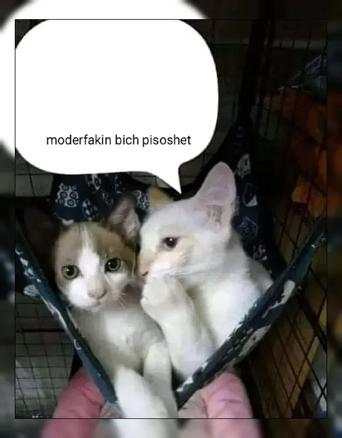 Cats in a Tiny Hammock