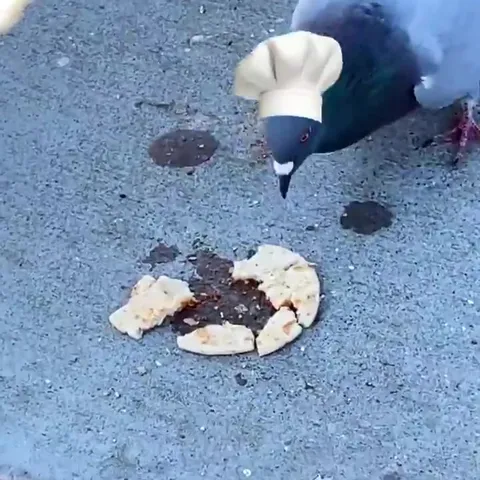 Голуби готовят пиццу