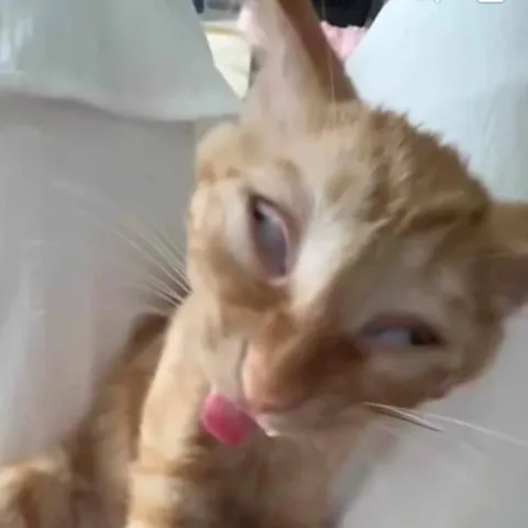 Кот с безумным взглядом