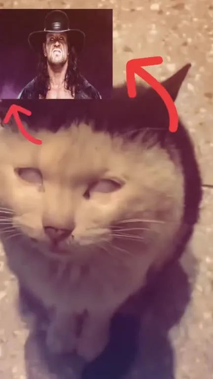 Кот с лицом Гробовщика