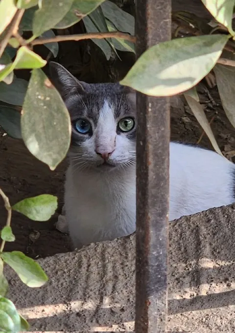 Кот выглядывает из кустов