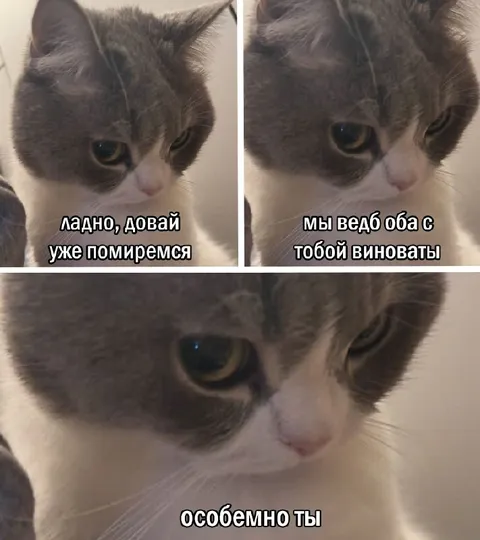 Особенно ты — виноватый кот