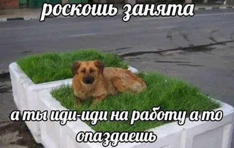 Роскошь занята, а ты опаздываешь