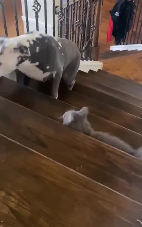Собака не прошла мимо кота