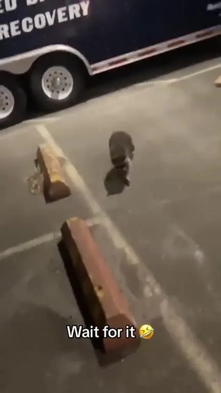 Rat Runs Toward the Camera