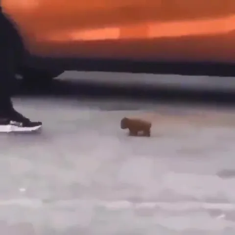 Крошечный зверёк идёт рядом