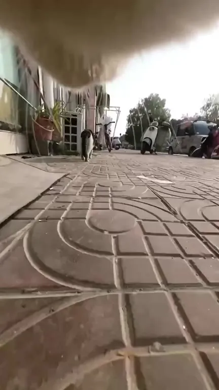 Кот снимает погоню с земли