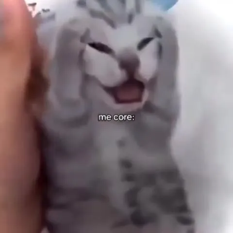 Коты — это я
